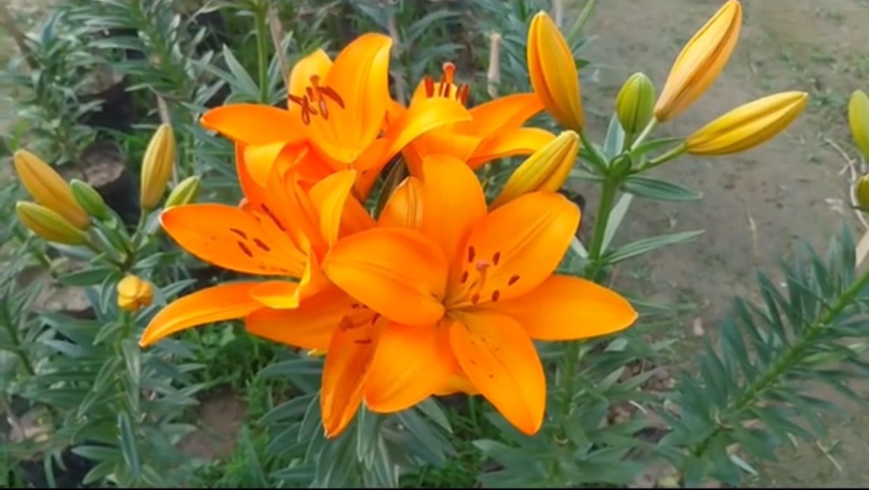 "Asiatic lilies in full bloom in Khagrachari’s Mahila College area, showcasing the successful trial of experimental cultivation with hopes for commercial growth." ( Photo: Biplob Talukder, V7N )